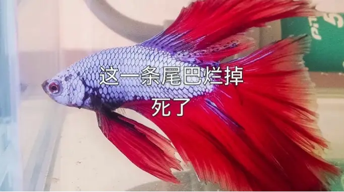 斗鱼·|斗鱼为什么总是不爱动?原因与解决方法